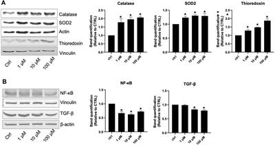 Potential Role of Lisinopril in Reducing Atherosclerotic Risk: Evidence of an Antioxidant Effect in Human Cardiomyocytes Cell Line